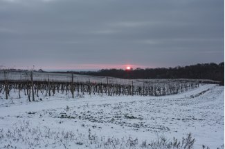 vino
